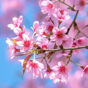 Cherry Blossom Fragrance