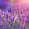 Lavender Vanilla Fragrance