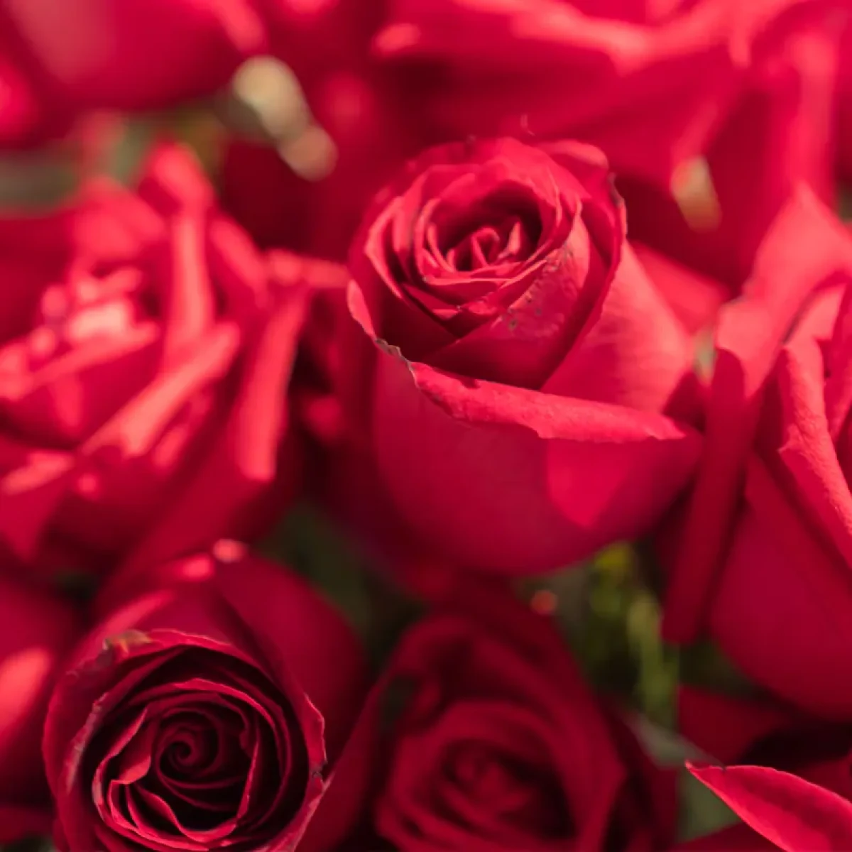 Rose Petals Fragrance