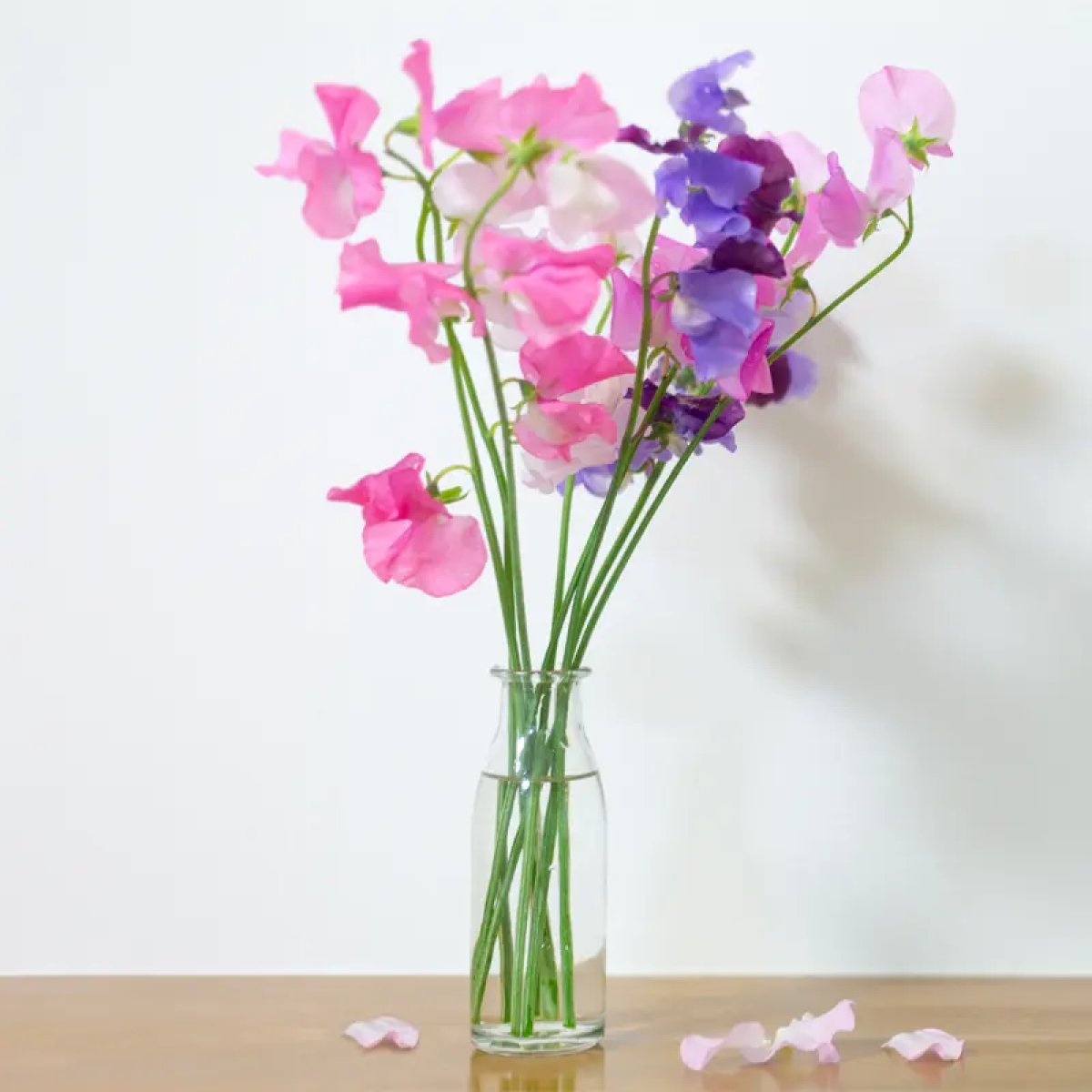 Sweet Pea Fragrance