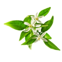 Neroli Blossom