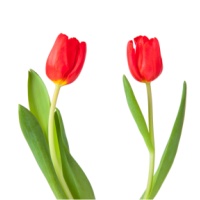 Tulips