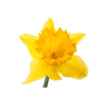 Daffodil