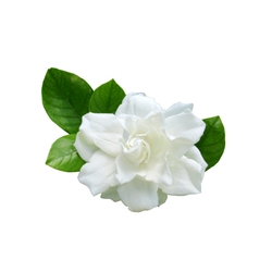 Gardenia