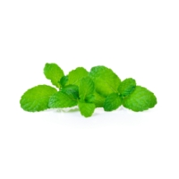 Garden Mint