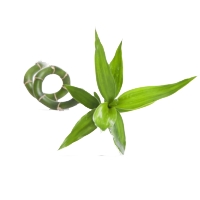 Green Bamboo