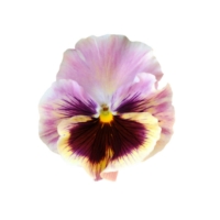 Pansy