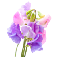 Classic Florals Minilights