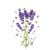 French Lavender