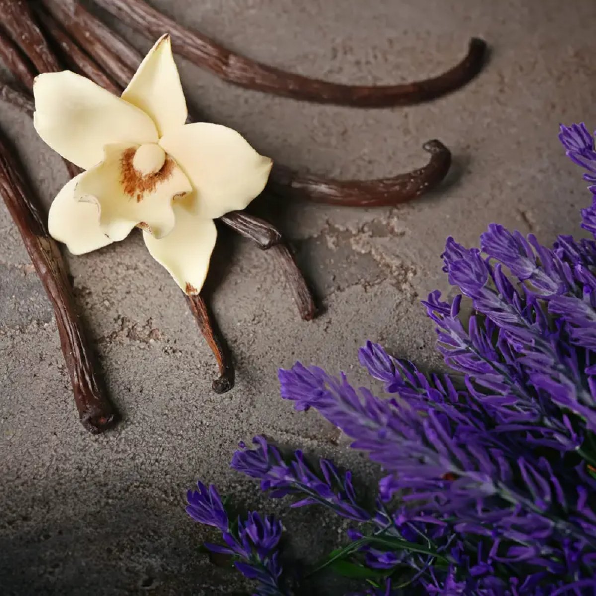 Lavender Vanilla Fragrance v2