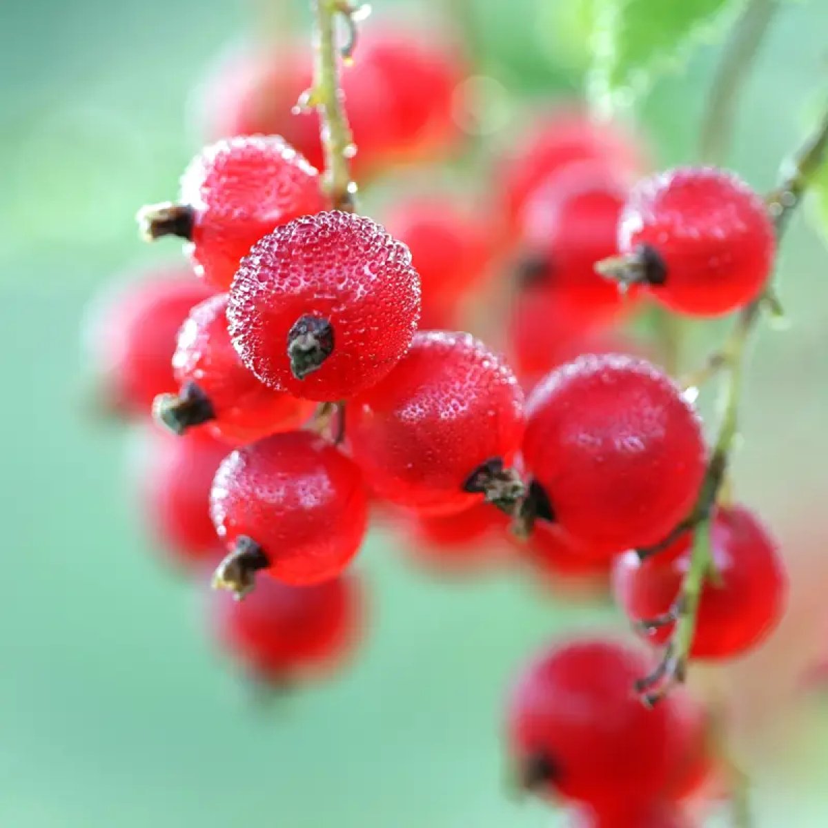 Red Currant Fragrance