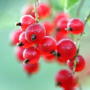 Redcurrant Reed Diffuser Refill