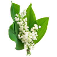 Lily of the Valley