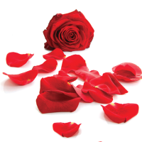 Rose Petals