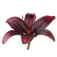 Black Lily