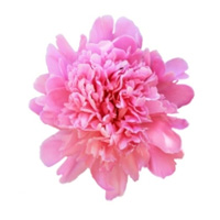 Pink Peony