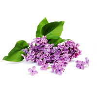 Spring Lilac