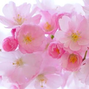 By Fragrance
