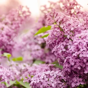 Spring Lilac Reed Diffuser Refill