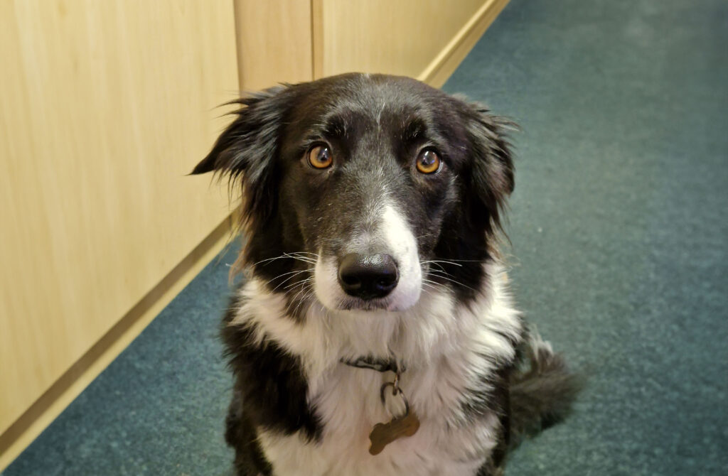 One of our regular office dogs, Misty