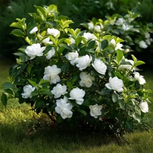 Gardenia Reed Diffuser Refill