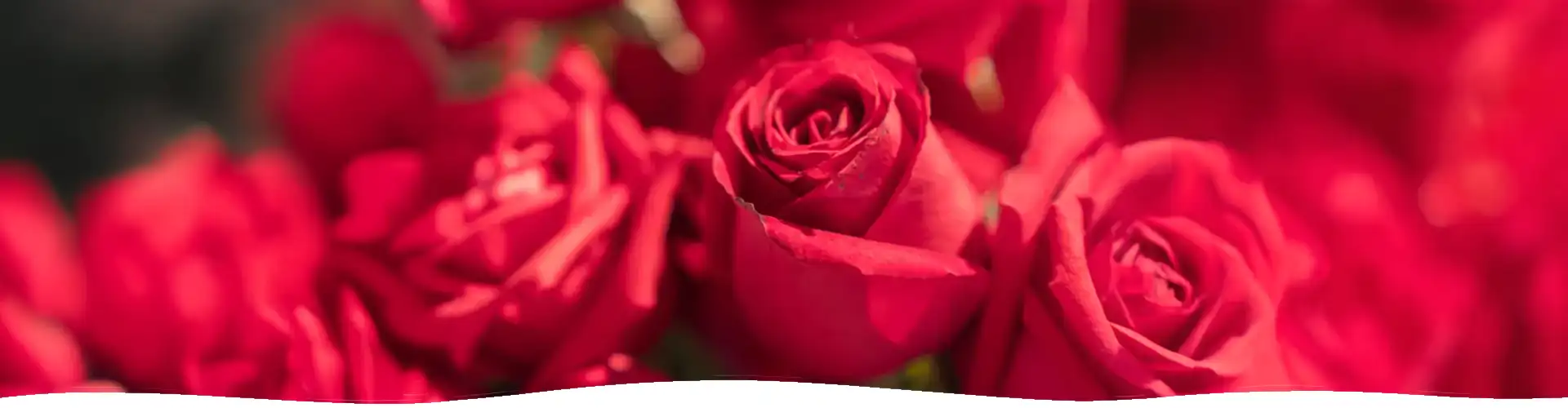 Rose Petals Fragranced Candle